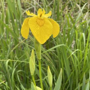 flag iris on The Carnser
