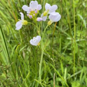 lady's smock on Snape Marshes
