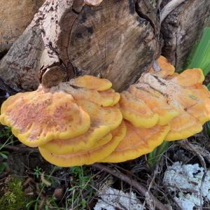 chicken in the woods, Thorpeness