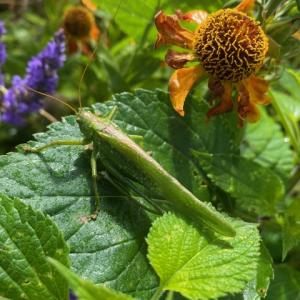Great Green Bush Cricket