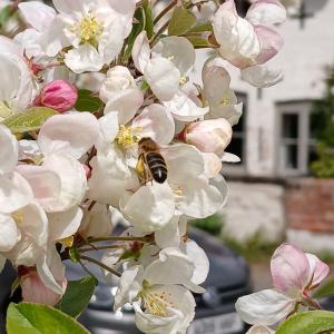 250428 Village Green Bee on crab apple