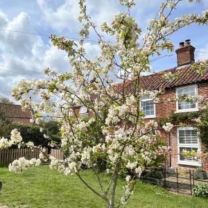 250428 Village Green Crab apple