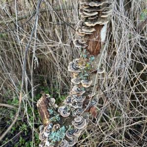 251230 turkey tail bracket fungus with lichen