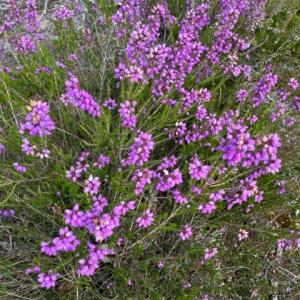 Bell Heather on Dunwich Heath IMG 9182