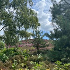 Bell Heather on Dunwich Heath IMG 9183