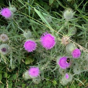Bull Thistle at Minsmere IMG 9191