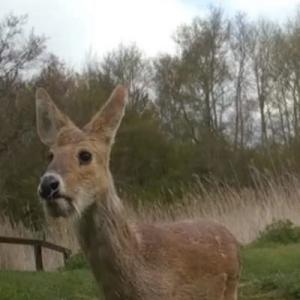 Chinese water deer from otter cam 2