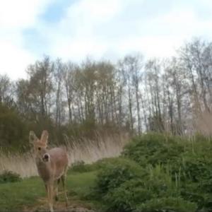 Chinese water deer from otter cam