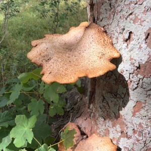Dryads saddle bracket fungus on Sailors Path