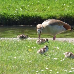 Egyptian goose & goslings