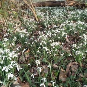 Gt Glemham woods