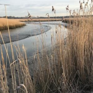 frosty December reeds