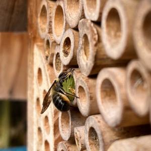 Leafcutter bee in WW garden