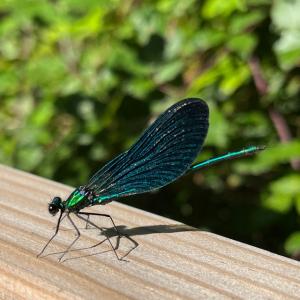 Beautiful demoiselle damselfly