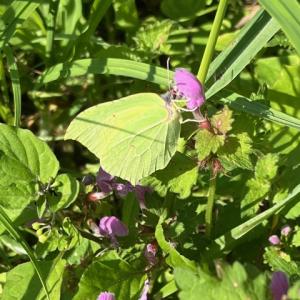 Brimstone butterfly