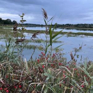Martlesham Wilds SWT reserve