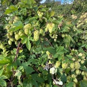 hops