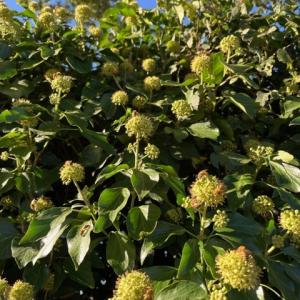 ivy bees