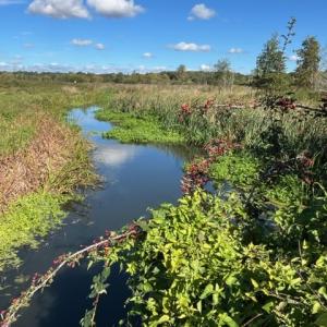 Botany Marshes Snape RSPB