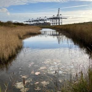 Trimley Marshes SWT