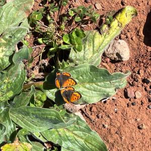 Small Copper butterflies