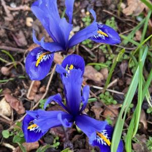 Iris reticulata