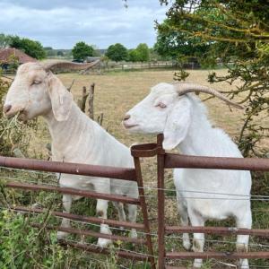 Miranda's goats