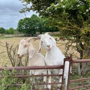 Miranda's goats