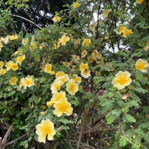 wild burnet roses