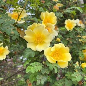wild burnet roses