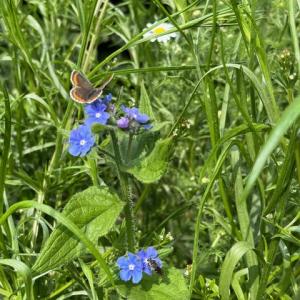 brown Argus butterfly at allotments