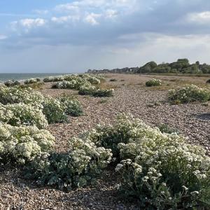 sea kale at Aldeburgh