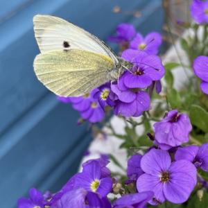 small white butterfly on Aubretia