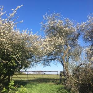 May at Iken