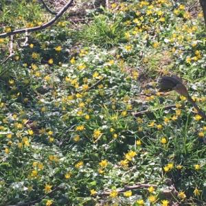 celandine at Iken
