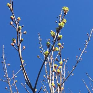 green shoots at Iken