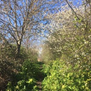 blackthorn path at Iken