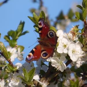 peacock butterfly, 5/4/20