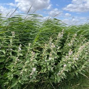 Marsh Mallow at Minsmere IMG 9190