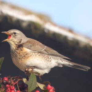 redwing eating cotoneaster berries