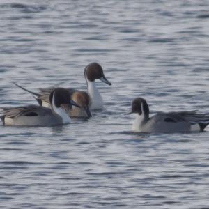 Pintail
