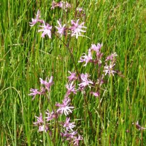 Ragged Robin