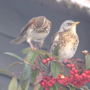 Redwing and fieldfare