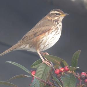 redwing