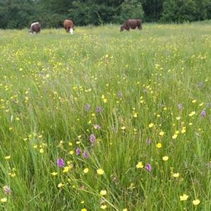 Snape Marsh, 10/6/20: cattle