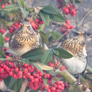 Two fieldfares