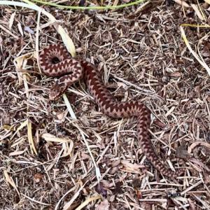 baby adder less than 6inches IMG 0241