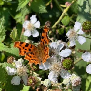 comma butterfly IMG 9117