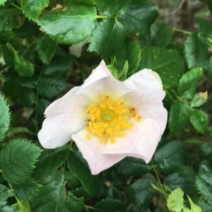 dog roses, North Warren