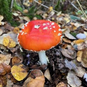 fly algaric IMG 0304